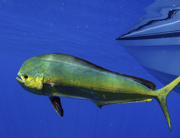 mahi