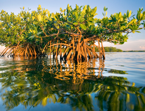 mangroves